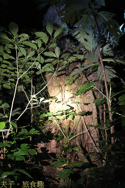 IMG_2433 麵包樹.jpg - 蘭嶼永興農場 夜間生態觀察 20220327