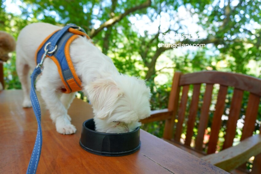 狗狗營養品推薦_汪汪寶⾙