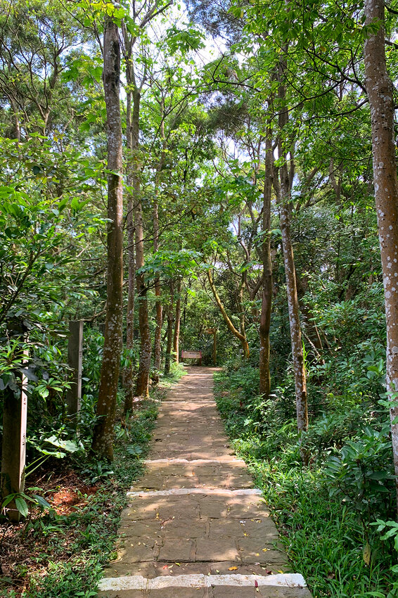 新竹湖口｜仁和．金獅步道｜山頂上的茶園．光影下的油桐花