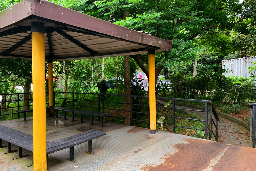 新竹湖口｜仁和．金獅步道｜山頂上的茶園．光影下的油桐花