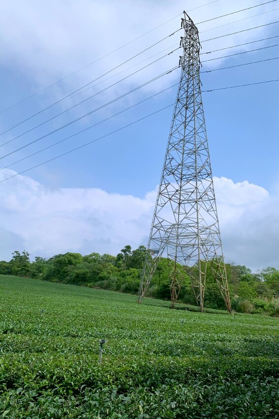 新竹湖口｜仁和．金獅步道｜山頂上的茶園．光影下的油桐花