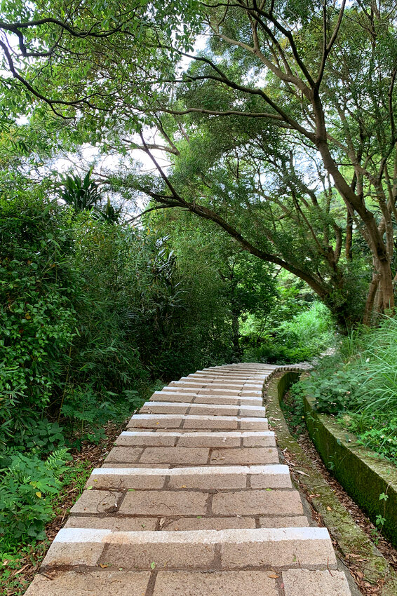 新竹湖口｜仁和．金獅步道｜山頂上的茶園．光影下的油桐花