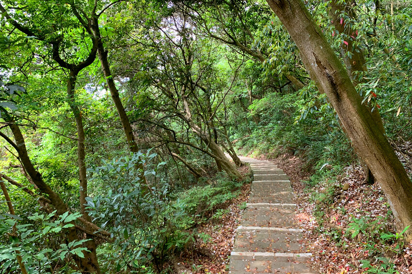 新竹湖口｜仁和．金獅步道｜山頂上的茶園．光影下的油桐花