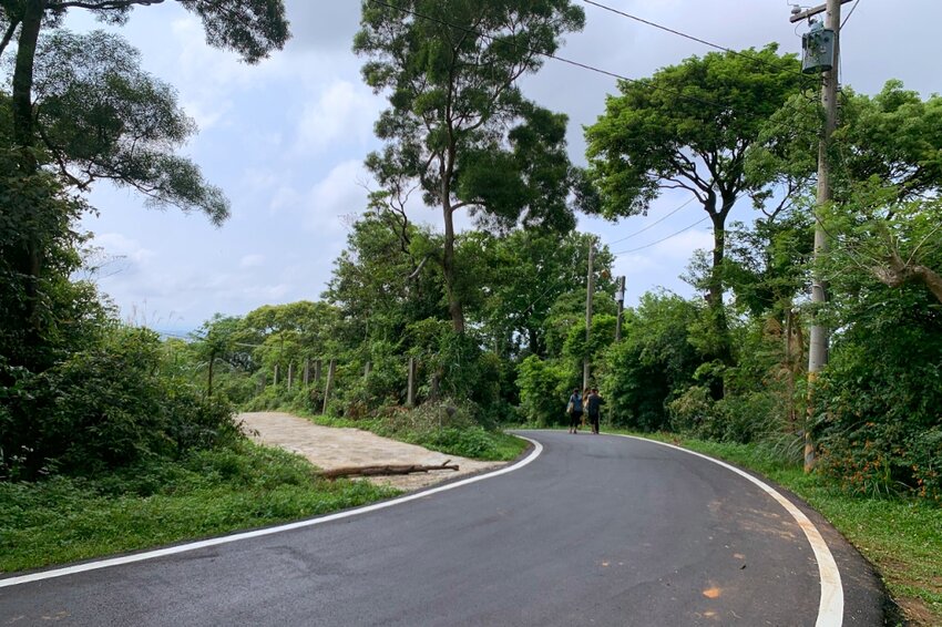 新竹湖口｜仁和．金獅步道｜山頂上的茶園．光影下的油桐花