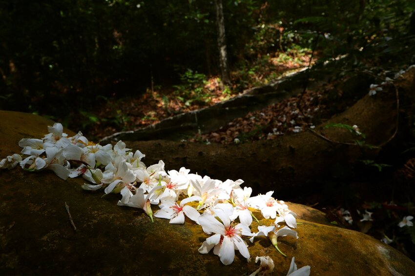 新竹湖口｜仁和．金獅步道｜山頂上的茶園．光影下的油桐花