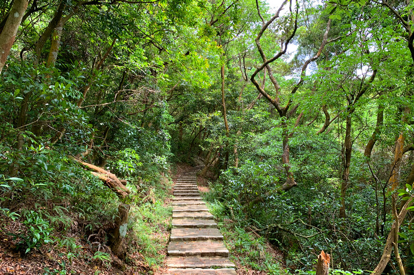 新竹湖口｜仁和．金獅步道｜山頂上的茶園．光影下的油桐花