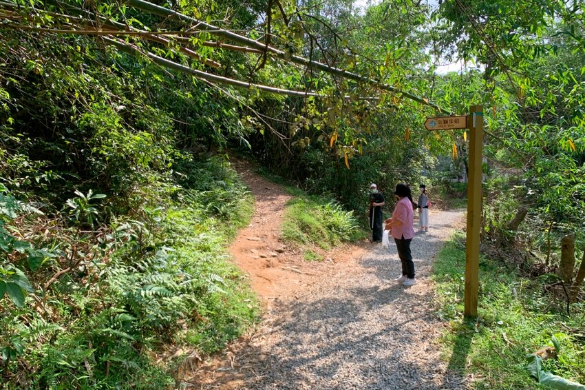 新竹湖口｜仁和．金獅步道｜山頂上的茶園．光影下的油桐花