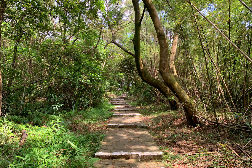 新竹湖口｜仁和．金獅步道｜山頂上的茶園．光影下的油桐花