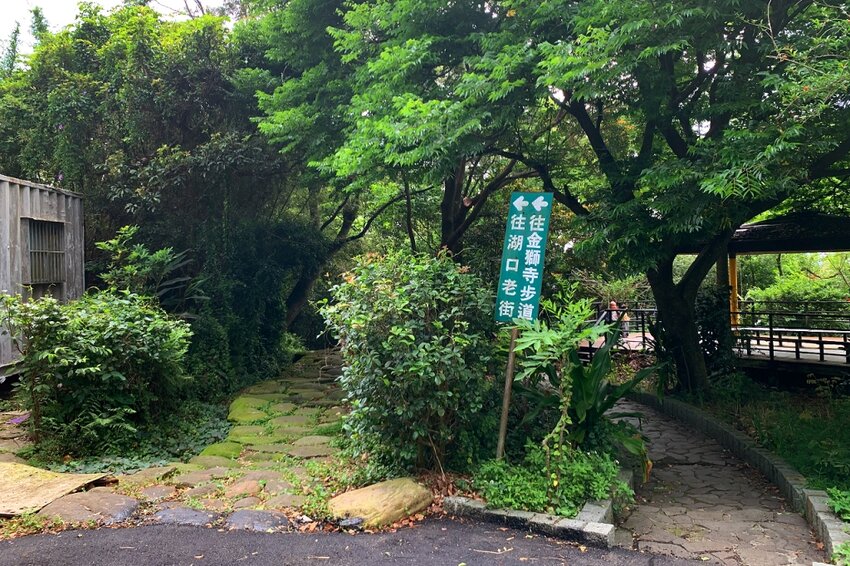 新竹湖口｜仁和．金獅步道｜山頂上的茶園．光影下的油桐花