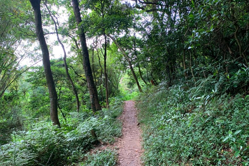 新竹湖口｜仁和．金獅步道｜山頂上的茶園．光影下的油桐花