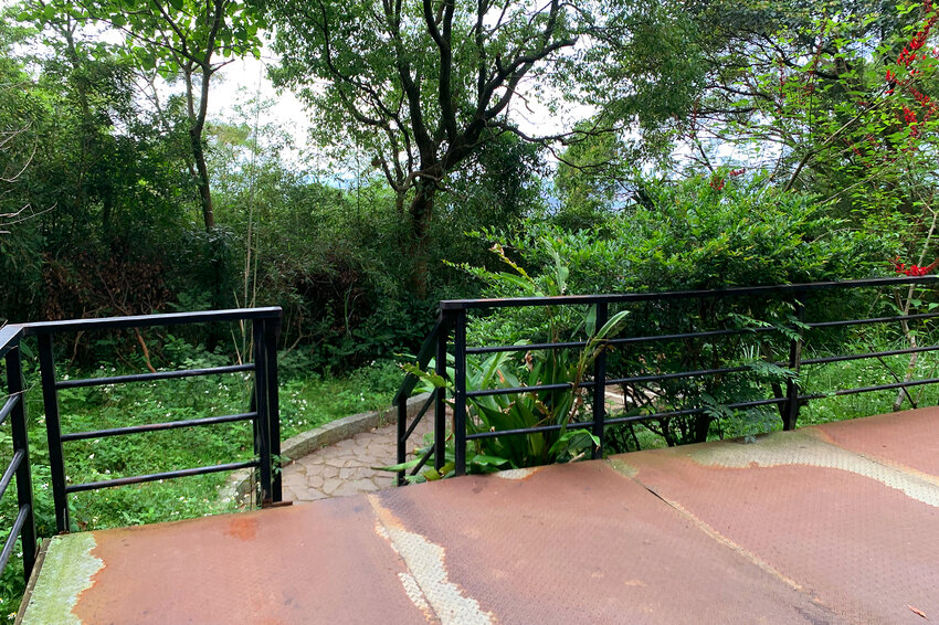 新竹湖口｜仁和．金獅步道｜山頂上的茶園．光影下的油桐花