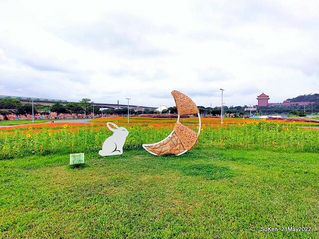「大佳河濱公園花海」  (Cosmos, African Marigold, sunflower and Pennisetum alopecuroidesat Dajia Riverside Park), Taipei, Taiwan, May 21, 2022.