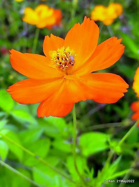 「大佳河濱公園花海」  (Cosmos, African Marigold, sunflower and Pennisetum alopecuroidesat Dajia Riverside Park), Taipei, Taiwan, May 21, 2022.