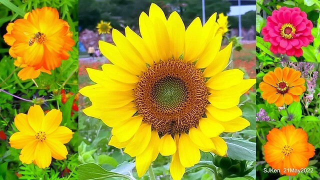 「大佳河濱公園花海」  (Cosmos, African Marigold, sunflower and Pennisetum alopecuroidesat Dajia Riverside Park), Taipei, Taiwan, May 21, 2022.
