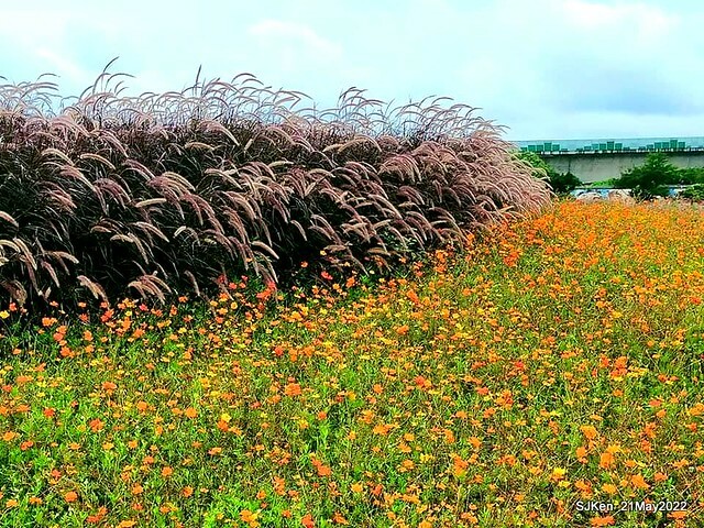 「大佳河濱公園花海」  (Cosmos, African Marigold, sunflower and Pennisetum alopecuroidesat Dajia Riverside Park), Taipei, Taiwan, May 21, 2022.