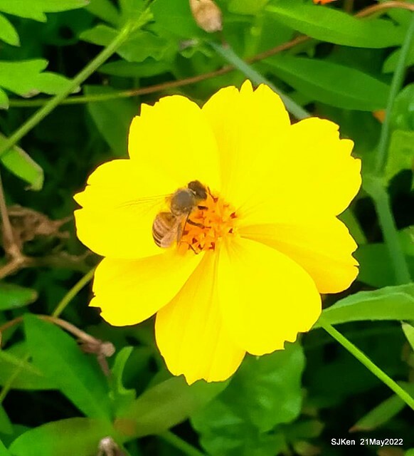 「大佳河濱公園花海」  (Cosmos, African Marigold, sunflower and Pennisetum alopecuroidesat Dajia Riverside Park), Taipei, Taiwan, May 21, 2022.