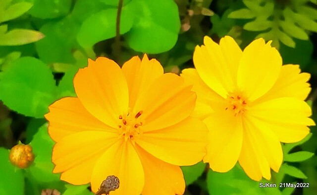 「大佳河濱公園花海」  (Cosmos, African Marigold, sunflower and Pennisetum alopecuroidesat Dajia Riverside Park), Taipei, Taiwan, May 21, 2022.