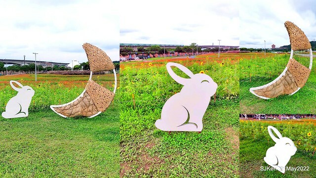 「大佳河濱公園花海」  (Cosmos, African Marigold, sunflower and Pennisetum alopecuroidesat Dajia Riverside Park), Taipei, Taiwan, May 21, 2022.