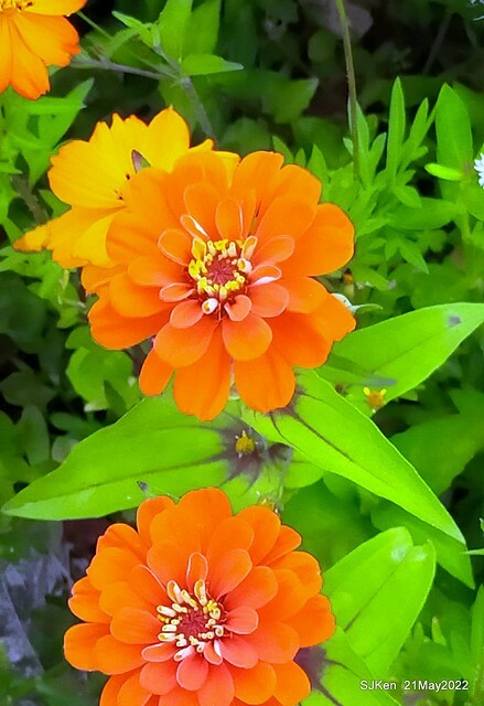 「大佳河濱公園花海」  (Cosmos, African Marigold, sunflower and Pennisetum alopecuroidesat Dajia Riverside Park), Taipei, Taiwan, May 21, 2022.