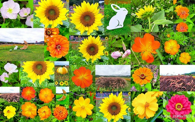 「大佳河濱公園花海」  (Cosmos, African Marigold, sunflower and Pennisetum alopecuroidesat Dajia Riverside Park), Taipei, Taiwan, May 21, 2022.