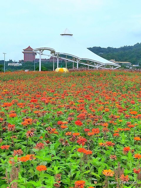 「大佳河濱公園花海」  (Cosmos, African Marigold, sunflower and Pennisetum alopecuroidesat Dajia Riverside Park), Taipei, Taiwan, May 21, 2022.