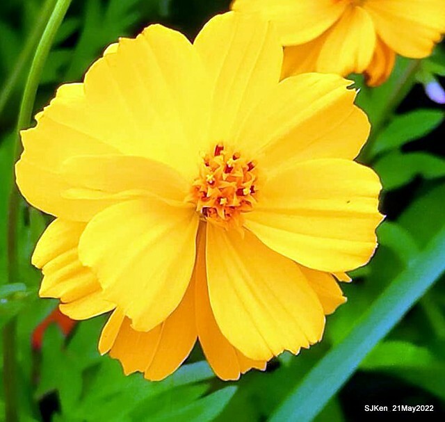 「大佳河濱公園花海」  (Cosmos, African Marigold, sunflower and Pennisetum alopecuroidesat Dajia Riverside Park), Taipei, Taiwan, May 21, 2022.