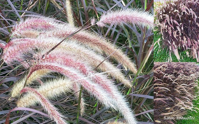 「大佳河濱公園花海」  (Cosmos, African Marigold, sunflower and Pennisetum alopecuroidesat Dajia Riverside Park), Taipei, Taiwan, May 21, 2022.
