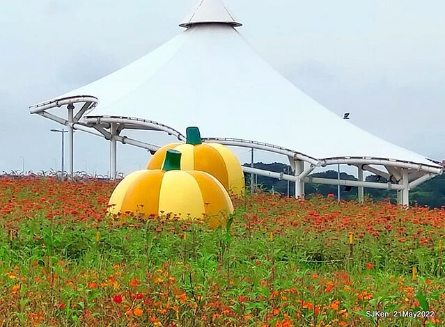 「大佳河濱公園花海」  (Cosmos, African Marigold, sunflower and Pennisetum alopecuroidesat Dajia Riverside Park), Taipei, Taiwan, May 21, 2022.