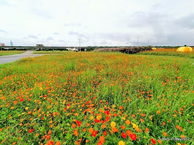 「大佳河濱公園花海」  (Cosmos, African Marigold, sunflower and Pennisetum alopecuroidesat Dajia Riverside Park), Taipei, Taiwan, May 21, 2022.