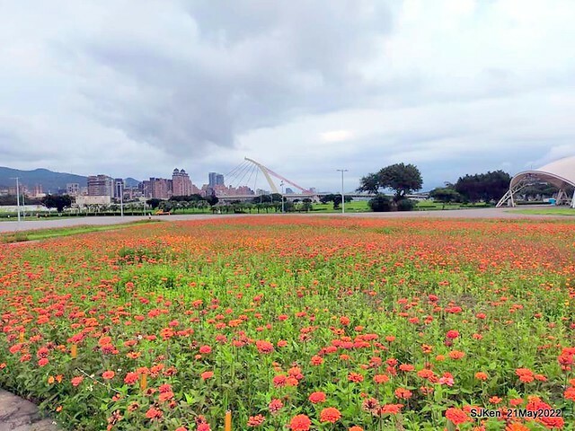 「大佳河濱公園花海」  (Cosmos, African Marigold, sunflower and Pennisetum alopecuroidesat Dajia Riverside Park), Taipei, Taiwan, May 21, 2022.