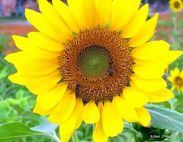 「大佳河濱公園花海」  (Cosmos, African Marigold, sunflower and Pennisetum alopecuroidesat Dajia Riverside Park), Taipei, Taiwan, May 21, 2022.