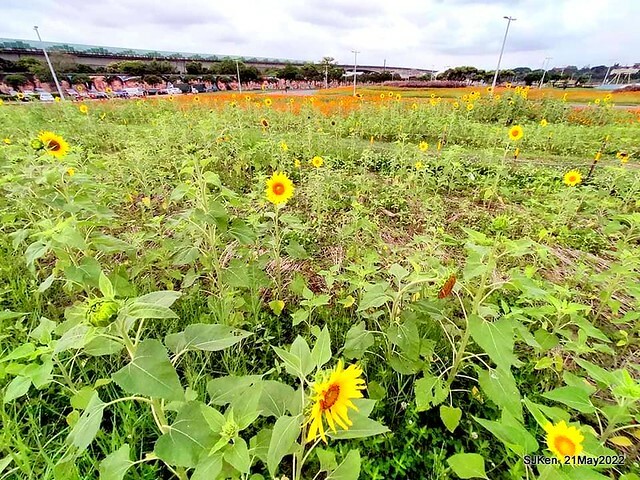「大佳河濱公園花海」  (Cosmos, African Marigold, sunflower and Pennisetum alopecuroidesat Dajia Riverside Park), Taipei, Taiwan, May 21, 2022.