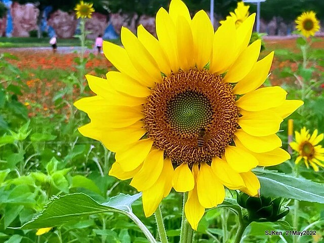 「大佳河濱公園花海」  (Cosmos, African Marigold, sunflower and Pennisetum alopecuroidesat Dajia Riverside Park), Taipei, Taiwan, May 21, 2022.