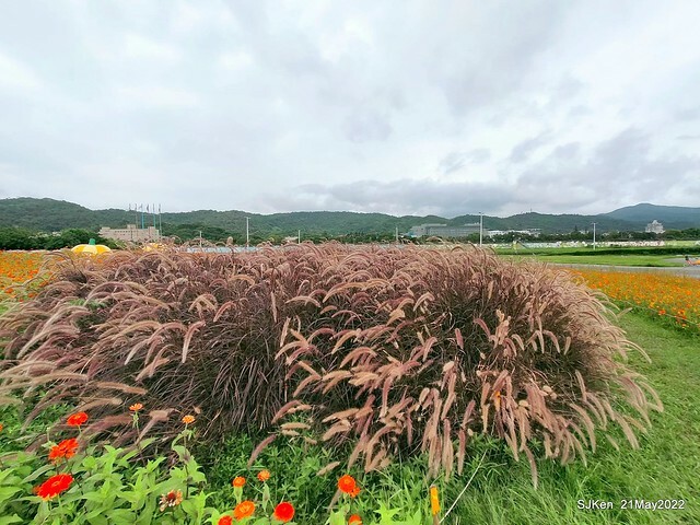 「大佳河濱公園花海」  (Cosmos, African Marigold, sunflower and Pennisetum alopecuroidesat Dajia Riverside Park), Taipei, Taiwan, May 21, 2022.