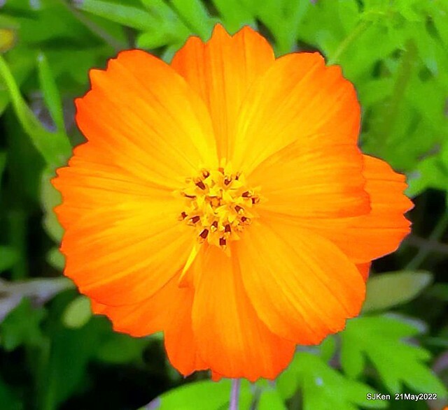 「大佳河濱公園花海」  (Cosmos, African Marigold, sunflower and Pennisetum alopecuroidesat Dajia Riverside Park), Taipei, Taiwan, May 21, 2022.