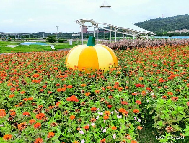 「大佳河濱公園花海」  (Cosmos, African Marigold, sunflower and Pennisetum alopecuroidesat Dajia Riverside Park), Taipei, Taiwan, May 21, 2022.