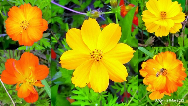 「大佳河濱公園花海」  (Cosmos, African Marigold, sunflower and Pennisetum alopecuroidesat Dajia Riverside Park), Taipei, Taiwan, May 21, 2022.