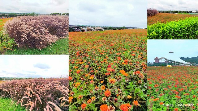 「大佳河濱公園花海」  (Cosmos, African Marigold, sunflower and Pennisetum alopecuroidesat Dajia Riverside Park), Taipei, Taiwan, May 21, 2022.
