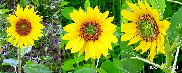 「大佳河濱公園花海」  (Cosmos, African Marigold, sunflower and Pennisetum alopecuroidesat Dajia Riverside Park), Taipei, Taiwan, May 21, 2022.