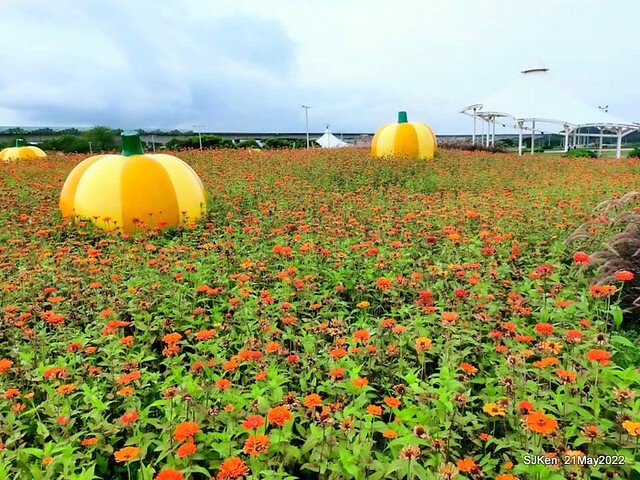 「大佳河濱公園花海」  (Cosmos, African Marigold, sunflower and Pennisetum alopecuroidesat Dajia Riverside Park), Taipei, Taiwan, May 21, 2022.