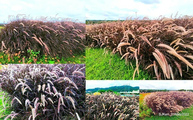 「大佳河濱公園花海」  (Cosmos, African Marigold, sunflower and Pennisetum alopecuroidesat Dajia Riverside Park), Taipei, Taiwan, May 21, 2022.