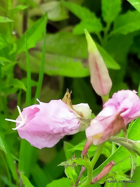「大佳河濱公園花海」  (Cosmos, African Marigold, sunflower and Pennisetum alopecuroidesat Dajia Riverside Park), Taipei, Taiwan, May 21, 2022.
