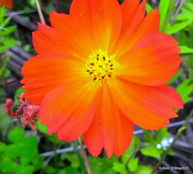 「大佳河濱公園花海」  (Cosmos, African Marigold, sunflower and Pennisetum alopecuroidesat Dajia Riverside Park), Taipei, Taiwan, May 21, 2022.