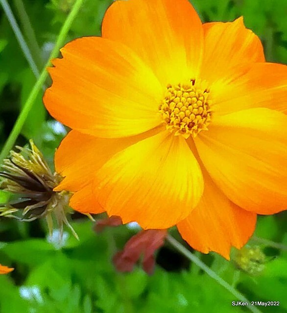 「大佳河濱公園花海」  (Cosmos, African Marigold, sunflower and Pennisetum alopecuroidesat Dajia Riverside Park), Taipei, Taiwan, May 21, 2022.