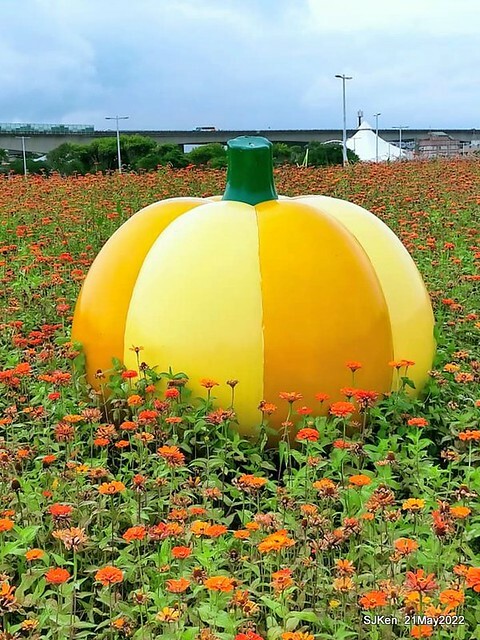 「大佳河濱公園花海」  (Cosmos, African Marigold, sunflower and Pennisetum alopecuroidesat Dajia Riverside Park), Taipei, Taiwan, May 21, 2022.