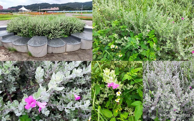 「大佳河濱公園花海」  (Cosmos, African Marigold, sunflower and Pennisetum alopecuroidesat Dajia Riverside Park), Taipei, Taiwan, May 21, 2022.