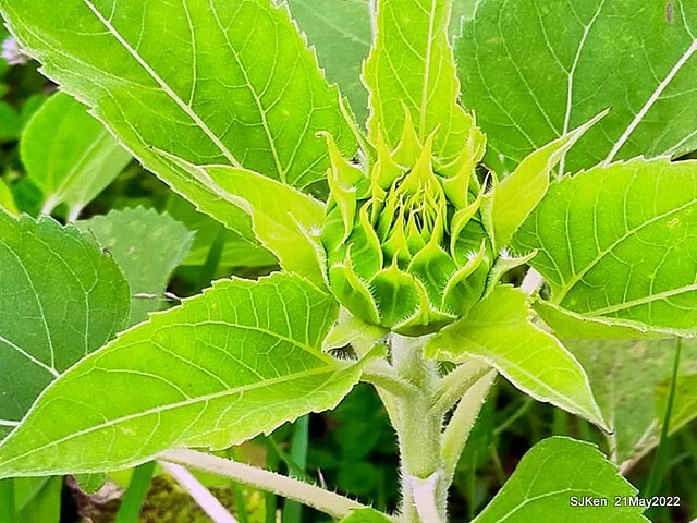 「大佳河濱公園花海」  (Cosmos, African Marigold, sunflower and Pennisetum alopecuroidesat Dajia Riverside Park), Taipei, Taiwan, May 21, 2022.