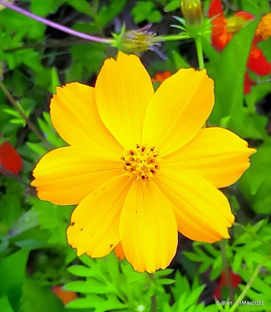 「大佳河濱公園花海」  (Cosmos, African Marigold, sunflower and Pennisetum alopecuroidesat Dajia Riverside Park), Taipei, Taiwan, May 21, 2022.