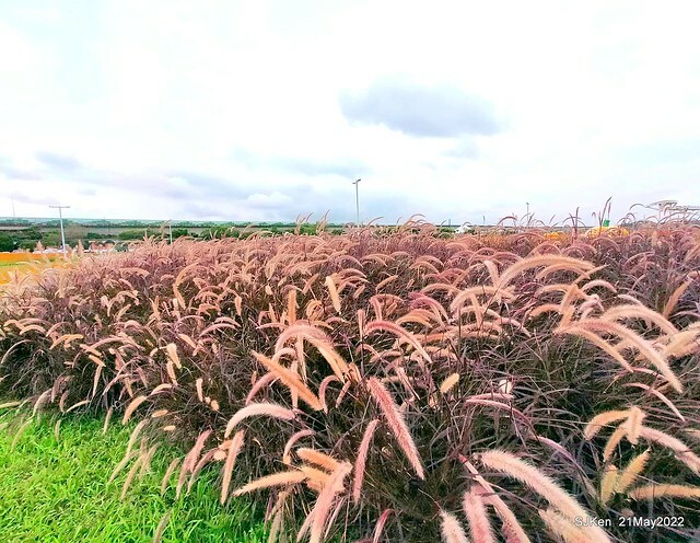 「大佳河濱公園花海」  (Cosmos, African Marigold, sunflower and Pennisetum alopecuroidesat Dajia Riverside Park), Taipei, Taiwan, May 21, 2022.