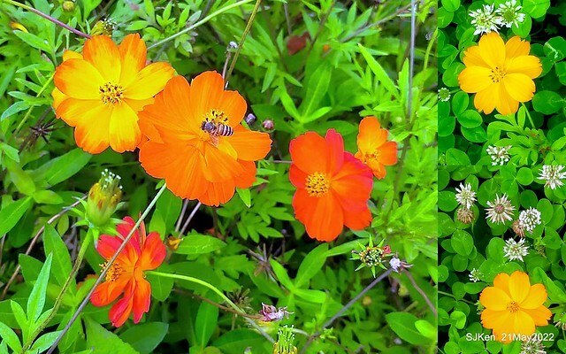 「大佳河濱公園花海」  (Cosmos, African Marigold, sunflower and Pennisetum alopecuroidesat Dajia Riverside Park), Taipei, Taiwan, May 21, 2022.